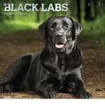TheBlackDog