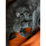Gattini bellissimi miei