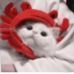 !!Kitty Squad!!