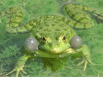 WetDrippyFrogs