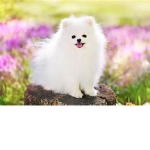 Smol Floofers United