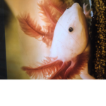 Axolotos are awesome