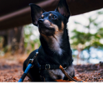 Doges and dogs r awesome