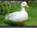 Duck group join