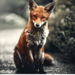 FOXCLAN real