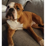 bulldog fan