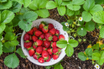 strawberry patches ~