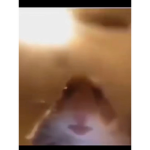 Hamsters gang!