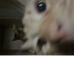Jfjbduh