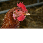 Chicken Fatty
