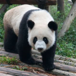 We All Love Pandas Group