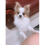 Gucci_Bears