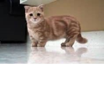 Catgroup12345678910