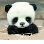 The Panda Quadruplets