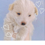 Doggies Are Cute!