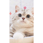 Kitty UwU Squad