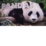 Only ppl who like Pandas