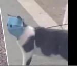 Cat with surgical mask