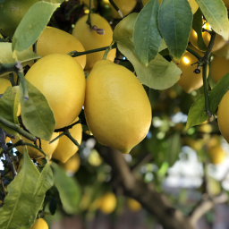 🍋