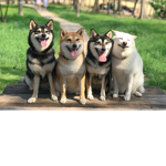 #doggy sqquad