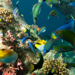 _-The Fishys Of Reality!-_