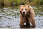 Team bear forever!!