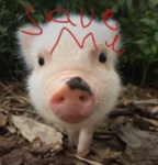 piggy fans'
