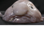 Shrine Of The Blob