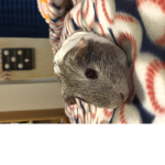 Guinea pigs are the best!