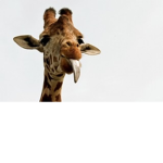 Giraffes R Funny