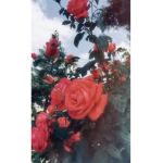 Bessie Roses