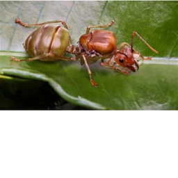 Ant's Of Destiny