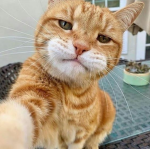 보킨쓰
