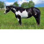 Oreo's riding academy