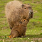 capybara land (: