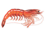 The Shrimp Revolution