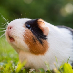 Guess the Animal or Die