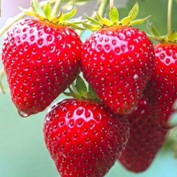 🍓