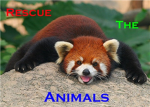 Rescue The Animals