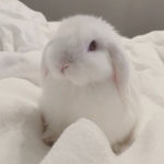 ･ﾟbunni