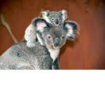 Sofia-koala girl