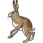 Honkin Hares (JFL)