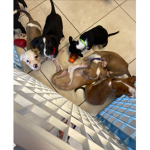 Rainbow dogs! Happiness group!