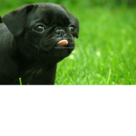 pudgy pugs