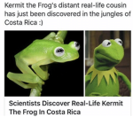 KERMITTTTTT DA frog group