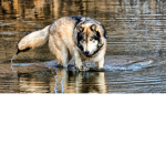 water wolf