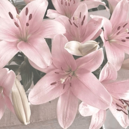 ۶ৎ - ღ