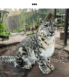 snep nation
