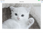 The kitten _squad