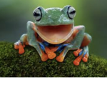 !Screaming frog!